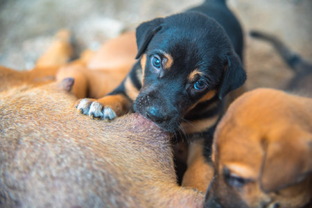 A close-up of a charming black and tan puppy with striking blue eyes, diligently suckling, with other puppies blurred in the background.の写真素材