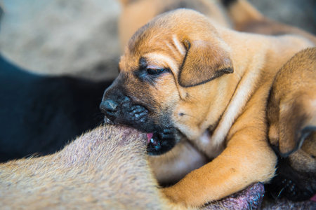 A detailed shot of a tan puppy actively feeding, its small mouth latching onto its mother's fur, showcasing the intimate moment of early life.の写真素材