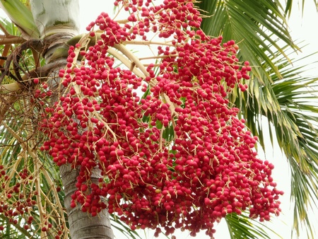 A little red betel palm in the graden