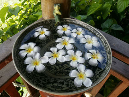 Floating plumeria in water, Spaの素材