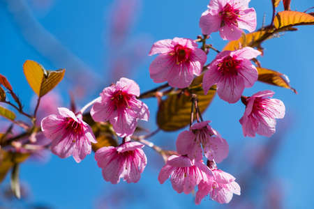 Wild Himalayan  Cherryの写真素材