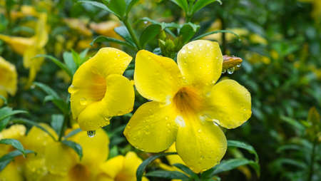 Golden Trumpet, Yellow Allamanda Allamanda catharticaの写真素材