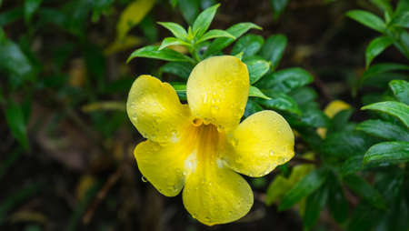 Golden Trumpet, Yellow Allamanda Allamanda catharticaの写真素材