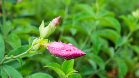 Pink allamandaの写真素材