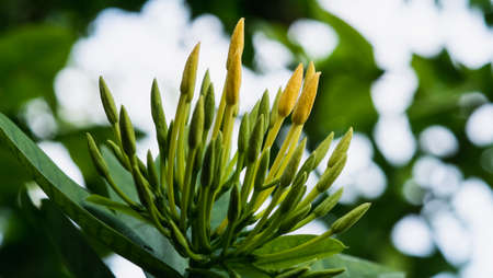 Yellow ixoraの写真素材