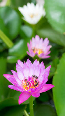 Lotus with beeの写真素材
