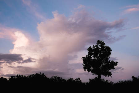 Silhouette tree with evening cloudy skyの写真素材