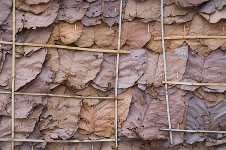 Leaf wall antique styleの写真素材