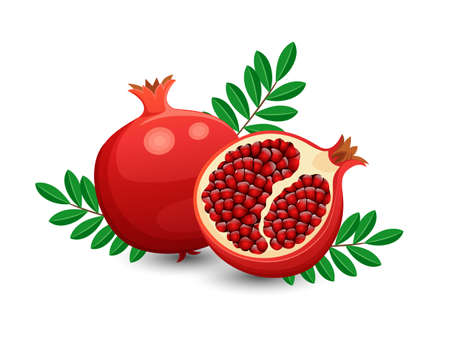 Vector Pomegranate fruits isolated on white backgroundのイラスト素材