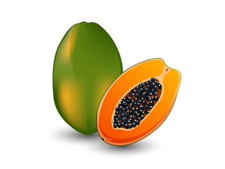 Vector Papaya fruits isolated on white backgroundのイラスト素材