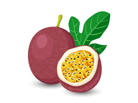 Vector Passion Fruit isolated on white backgroundのイラスト素材