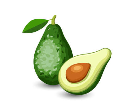 Vector Avocado fruits isolated on white backgroundのイラスト素材