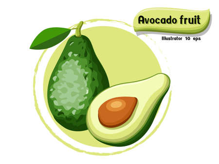 Vector Avocado fruit isolated on color background,illustrator 10 epsのイラスト素材