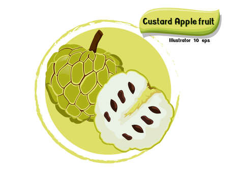 Vector Custard apple fruit isolated on color background,illustrator 10 epsのイラスト素材