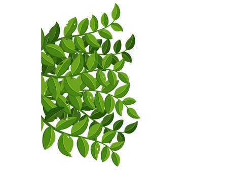 Green leaves on white background .Vector illustrations. New template design for banner, flyer, brochure or voucher. Natural therapyのイラスト素材