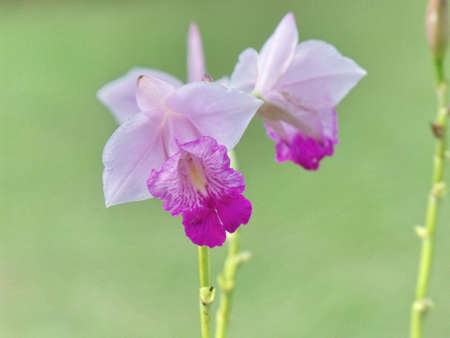 Orchid Khao Kho-1の写真素材