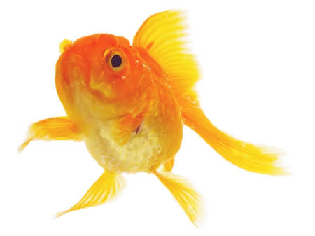 Gold Fish Isolatedの写真素材