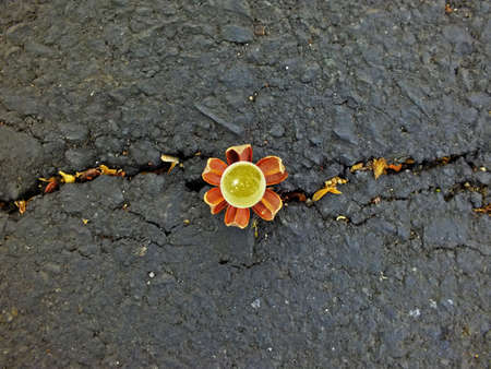 Pearl flower on crack roadの写真素材