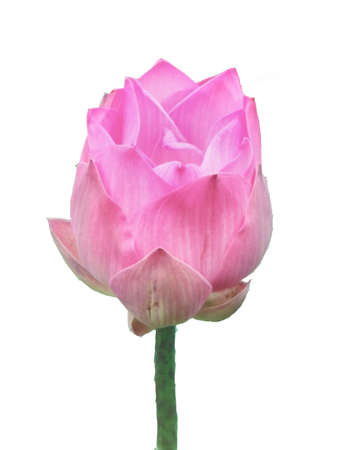 Pink Lotus Isolatedの写真素材