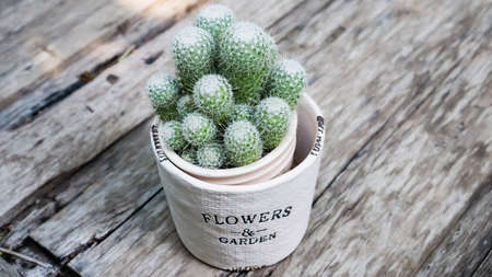 Cactus plant in flower pot on wooden table.の写真素材