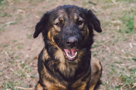 Close-up photo Thai dog.の写真素材