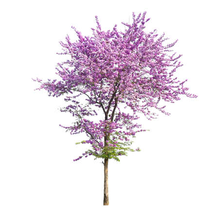 Lagerstroemia floribunda  tree isolated on white background