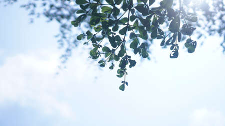 Terminalia ivorensis leafs with blue skyの写真素材