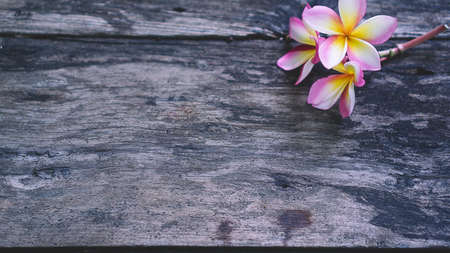 Plumeria flowers on the old wood floor.の写真素材