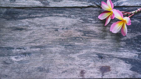 Plumeria flowers on the old wood floor.の写真素材