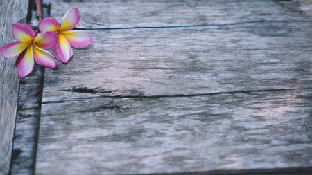 Plumeria flowers on the old wood floor.の写真素材