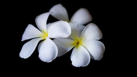 Plumeria flower yellow isolated on black background.