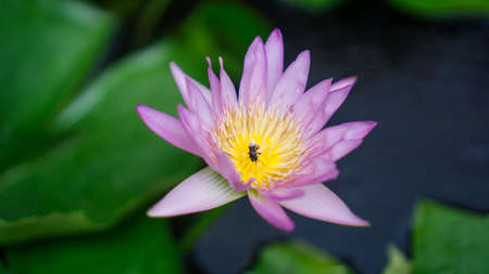 blossom lotus flower; focus on flower