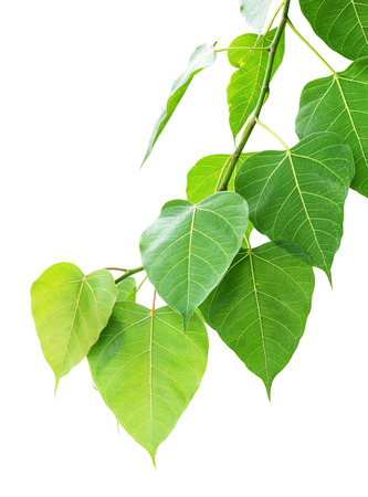 pho or bodhi leaf on white backgroundの写真素材