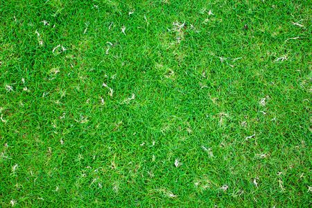 grass texture used as backgroundの写真素材
