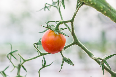 red tomatoes fresh from the treeの写真素材