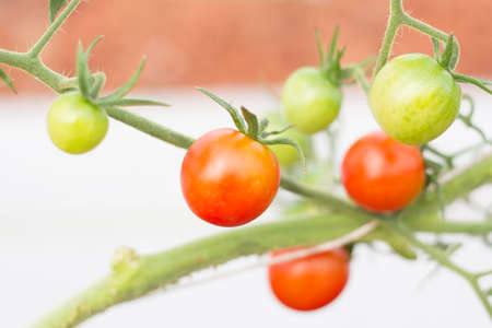 red tomatoes fresh from the treeの写真素材