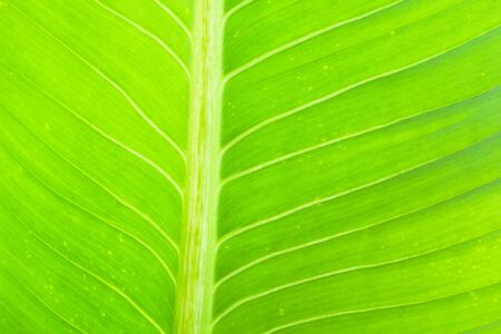 closeup leaf texture, green and freshの写真素材