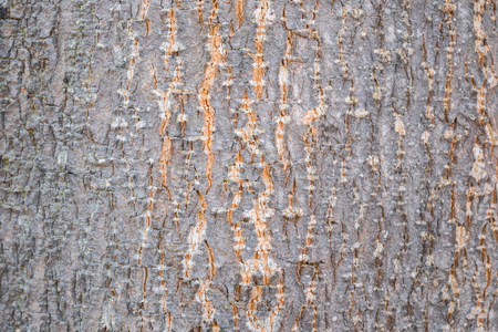 bark wood for backgroundの写真素材