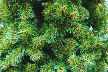 Spruce christmas tree branches texture and backgroundの写真素材