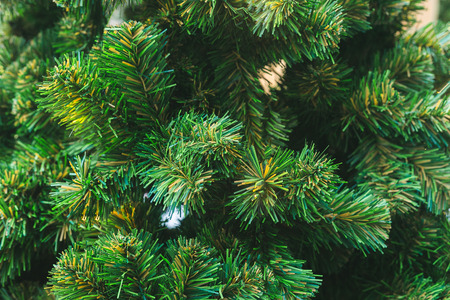 Spruce christmas tree branches texture and backgroundの写真素材