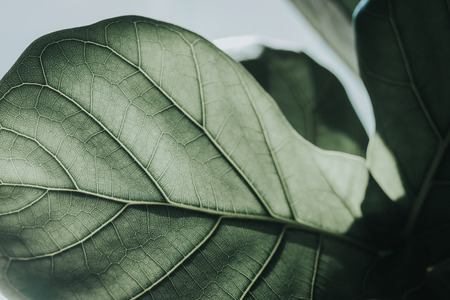 green leaves zoom up detail of leaf, vintage color tone.の写真素材