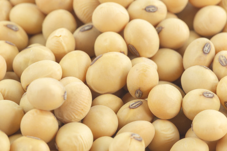 close-up soybean, macro background.の写真素材