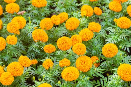 Marigold flower in the garden.の写真素材