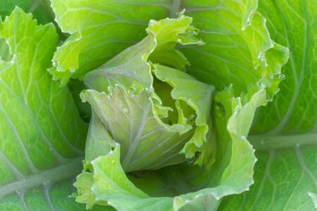 cabbage blooming in garden and agriculture organic farm