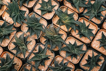 Small cactus cultivate in a pot plastic with soft focus. Top viewの写真素材
