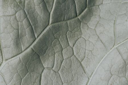 Close-up Details of the leaves, macro.の写真素材