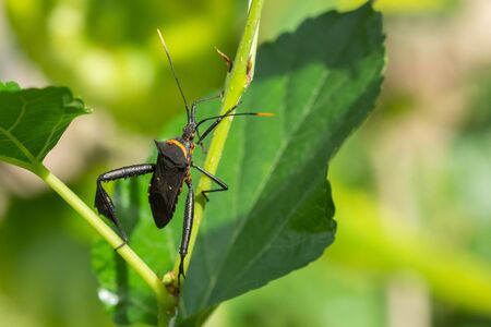 Insect on green leaves. Macro image.の写真素材