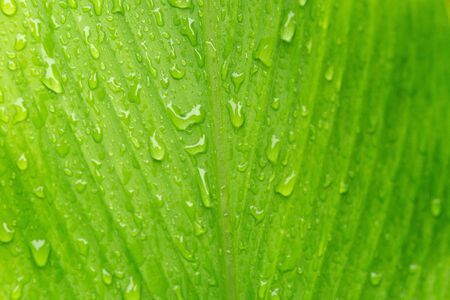 Wet green leaves nature background.の写真素材