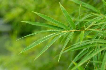 Bamboo leaf on nature background.の写真素材