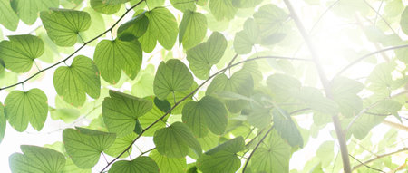 Natural green leaves background, beautiful ecology botany botanical, Wide-format copy space for...
